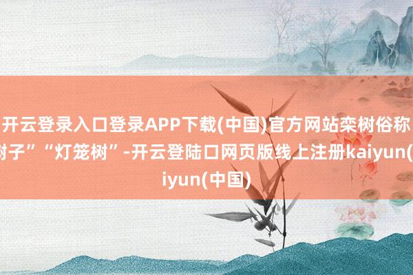 开云登录入口登录APP下载(中国)官方网站栾树俗称“钱树子”“灯笼树”-开云登陆口网页版线上注册kaiyun(中国)
